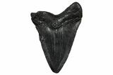 Serrated, Juvenile Megalodon Tooth - South Carolina #332180-1